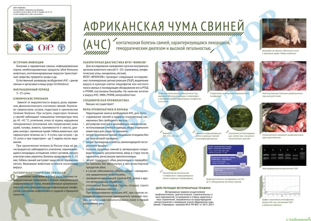 Африканская чума свиней (АЧС).